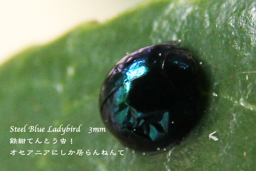 d0042827_12400340.jpg