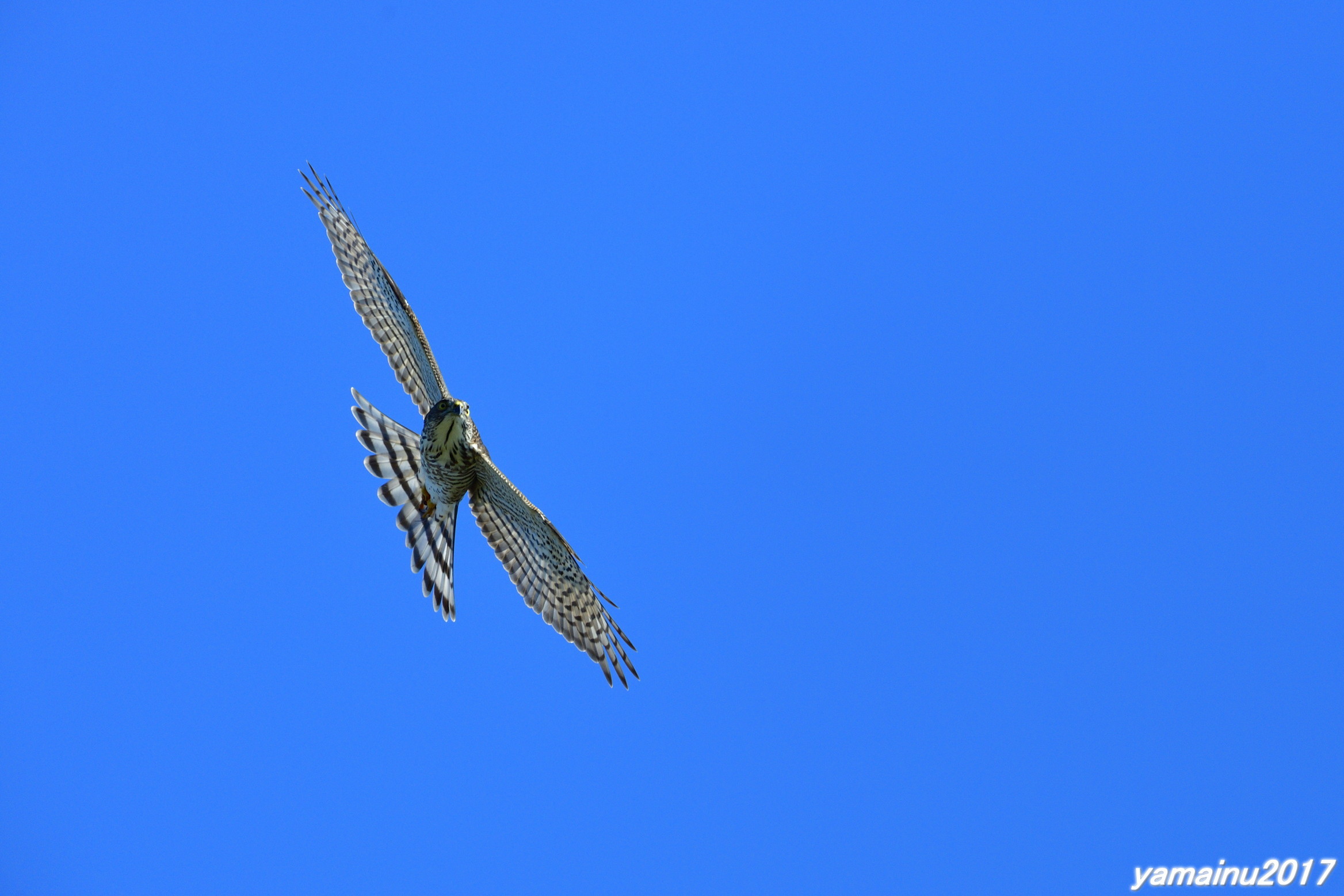 f0194048_20182030.jpg