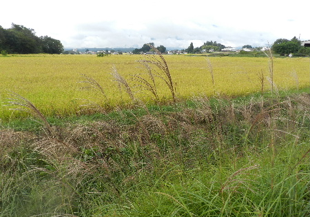 e0172950_20171650.jpg