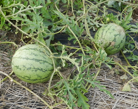e0172950_20185335.jpg