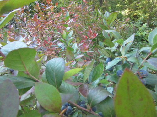 b0247153_21282655.jpg