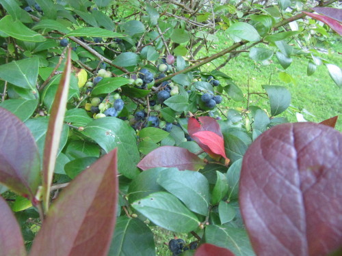 b0247153_21304565.jpg