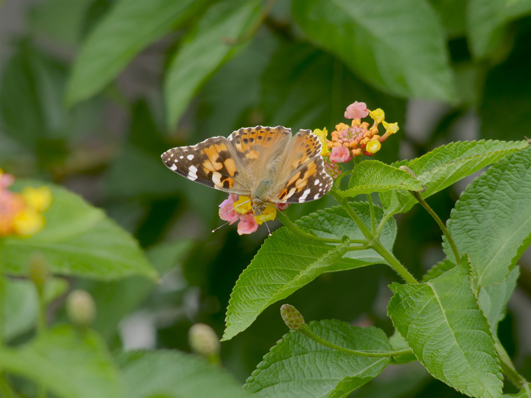 a0284658_18140611.jpg