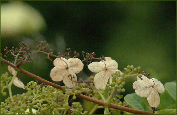 a0103464_12244968.gif