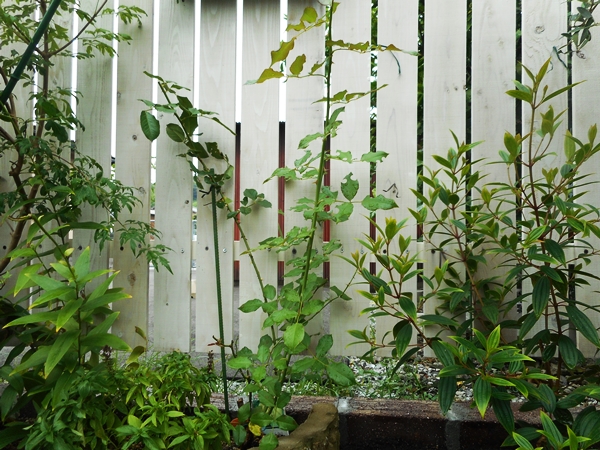 f0366679_2124341.jpg