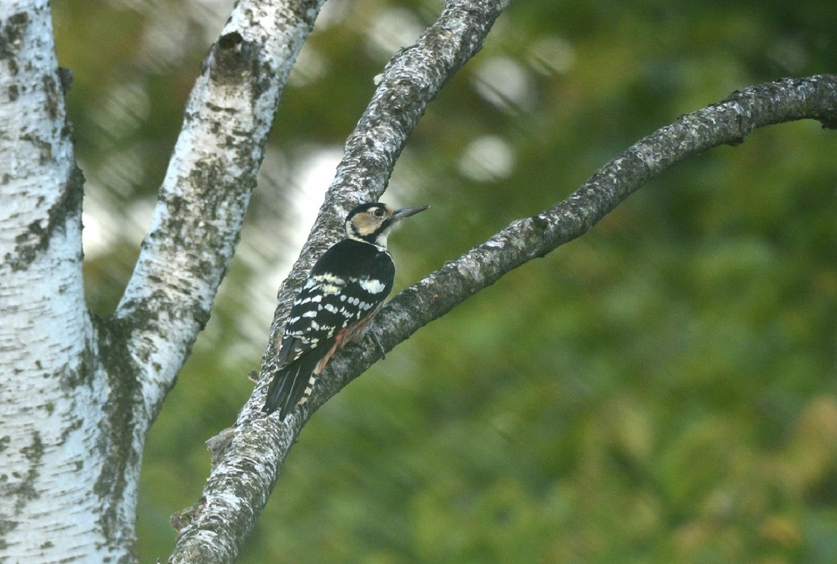 e0353790_14402067.jpg