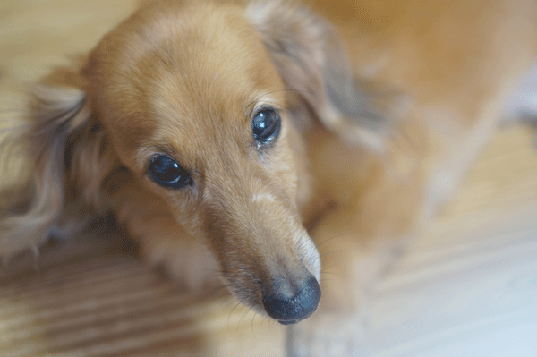 b0290297_15155637.gif