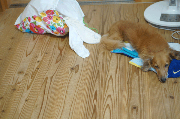 b0290297_15192632.gif