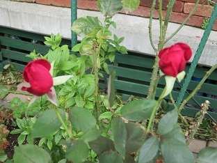 f0325309_18514002.jpg