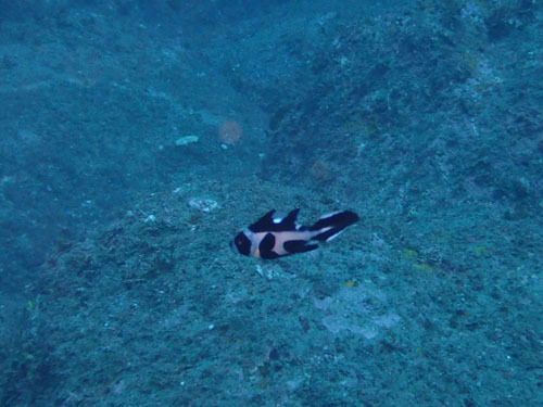 d0164831_18420115.jpg