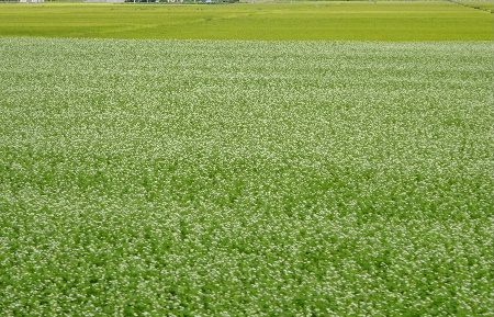 e0172950_2124819.jpg