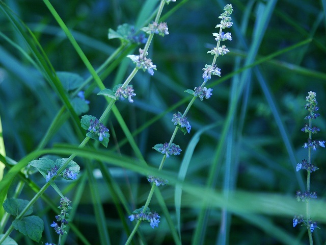 d0088184_17390958.jpg