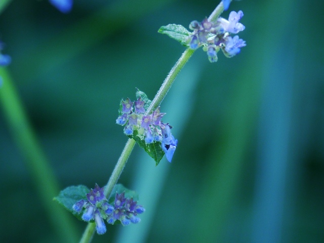 d0088184_17392171.jpg