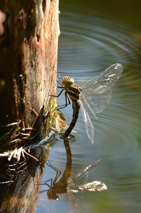 e0353790_20340875.jpg