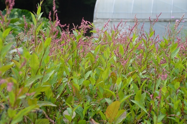 c0124100_23430725.jpg