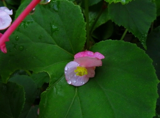 a0018655_13151630.jpg
