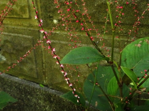 a0018655_13151926.jpg
