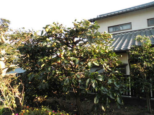c0108198_1741736.jpg