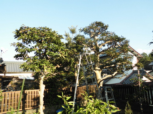 c0108198_17452524.jpg