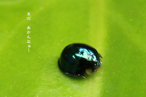 d0042827_19140138.jpg