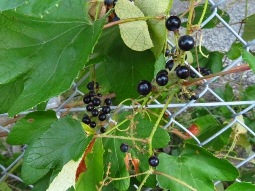 a0018655_15023201.jpg