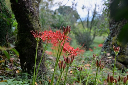 c0229483_950791.jpg