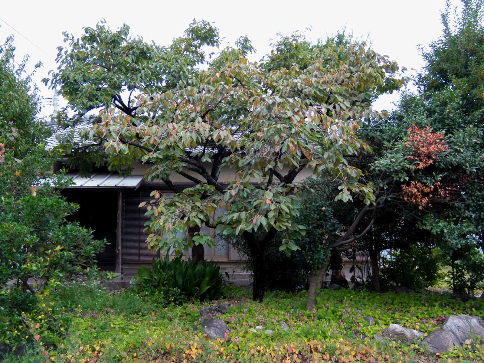 f0083903_10130071.jpg