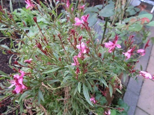 f0325309_20123552.jpg