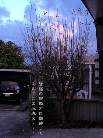 d0042827_16322971.jpg
