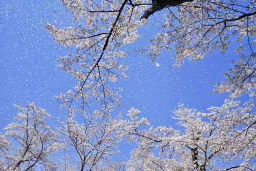 a0198883_21462690.jpg