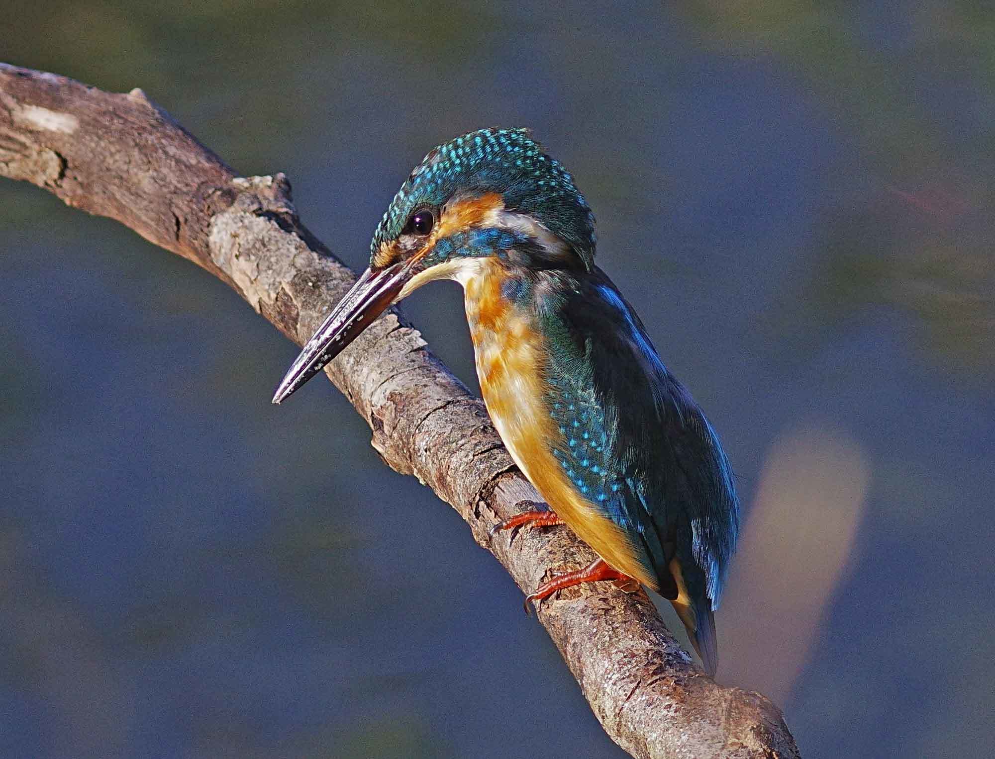 c0176183_18145295.jpg