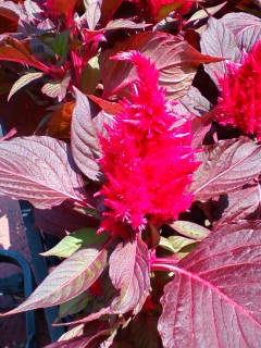 c0074721_14055431.jpg