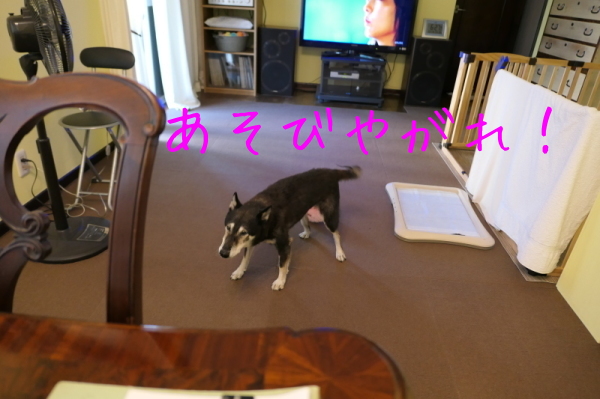 f0369014_16231061.jpg