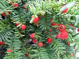 e0234924_08342069.jpg