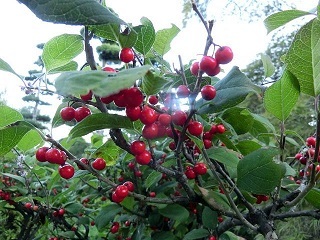 e0234924_08432376.jpg