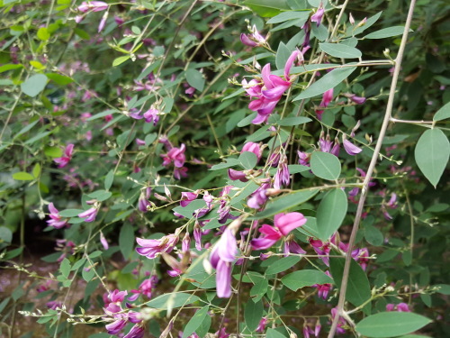 e0016828_11325190.jpg