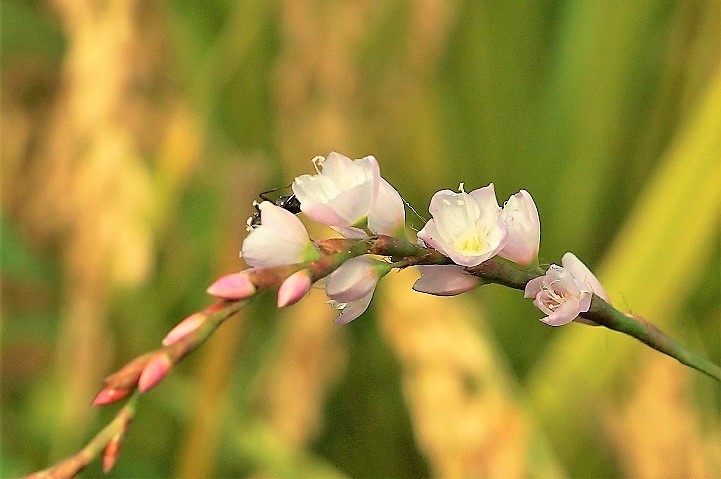 c0248473_19125188.jpg
