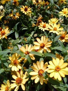 c0074721_13372480.jpg