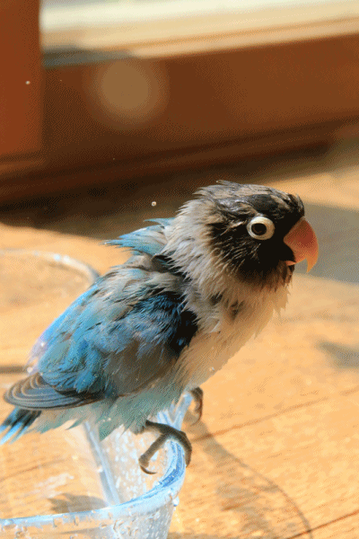 c0145250_10065994.gif