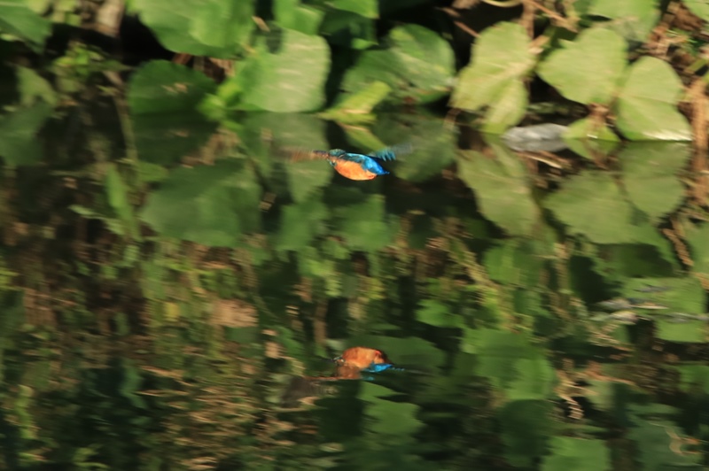a0167759_2145230.jpg