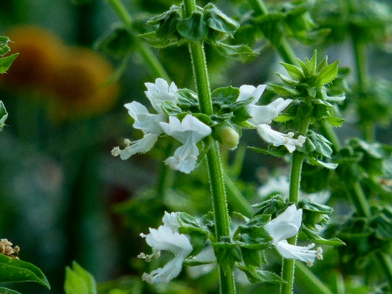 d0084473_2032425.jpg