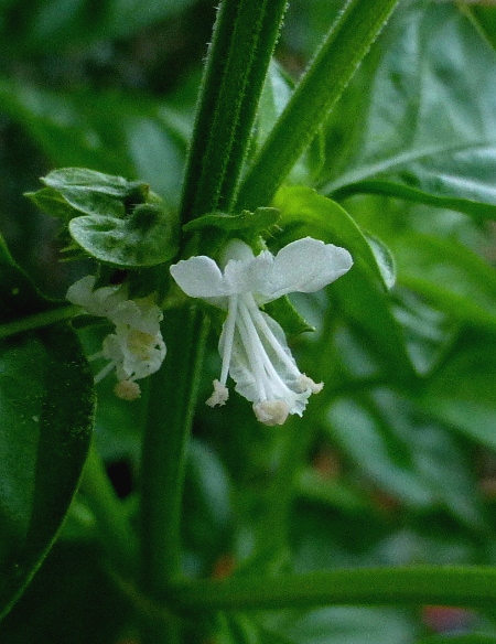 d0084473_2034192.jpg