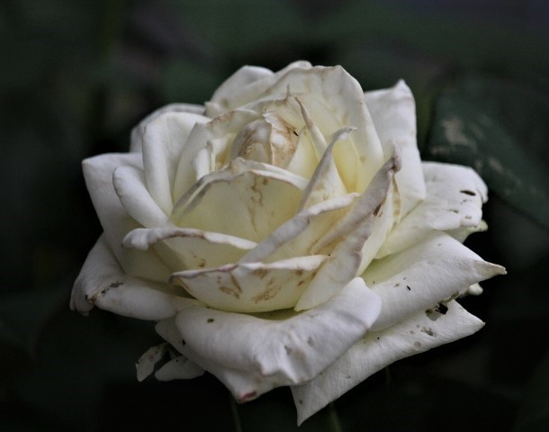 f0354923_10295716.jpg