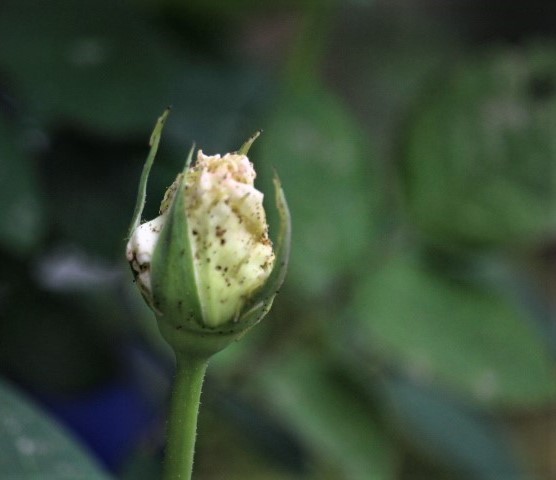 f0354923_10304132.jpg