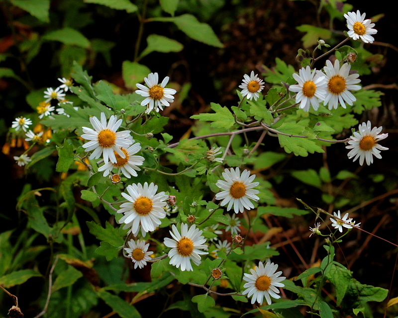 c0305565_17384101.jpg