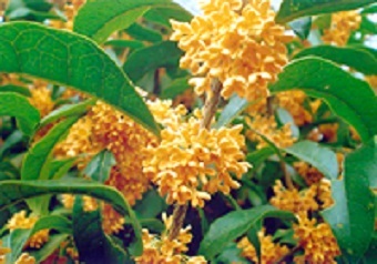 e0111299_13574012.jpg