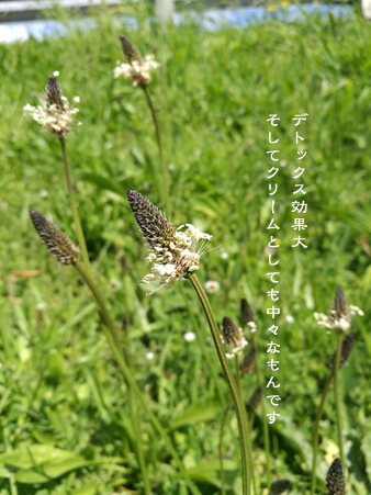 d0042827_15491390.jpg