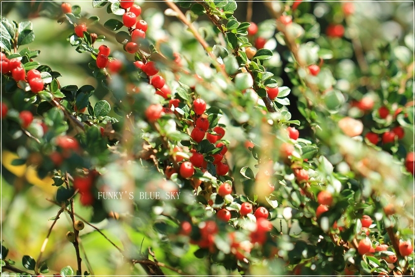 c0145250_10483841.jpg