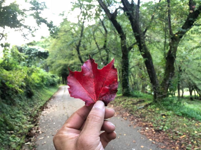 c0123363_1540619.jpg
