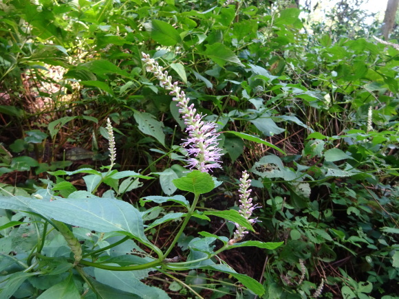 d0340681_21410437.jpg